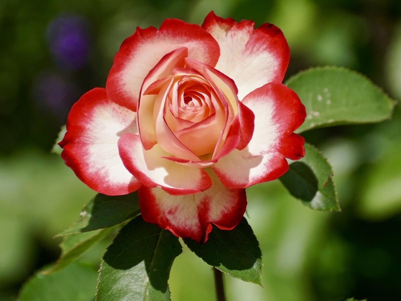 Climbing Roses